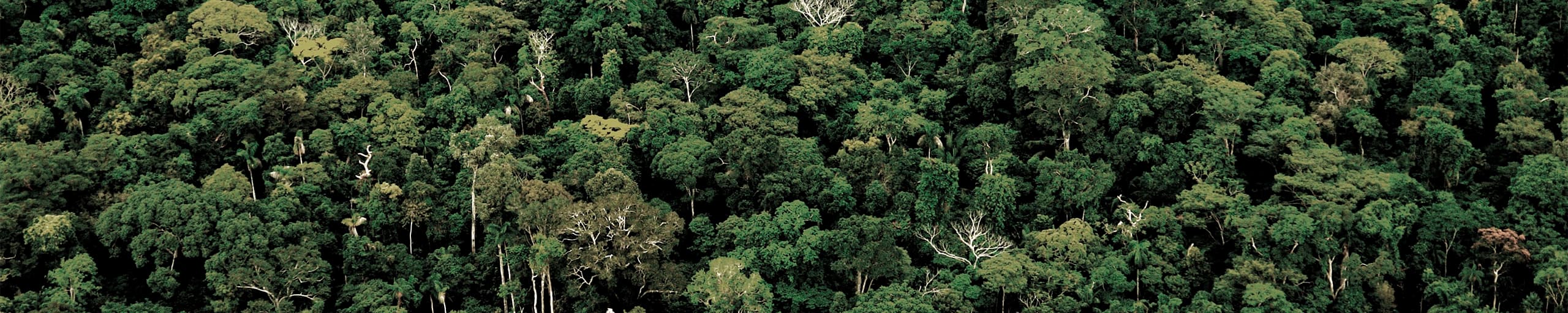 Banner guardiões